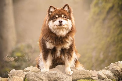 Étalon Chien finnois de Laponie - CH. Aegirsson Rainbow phoebe