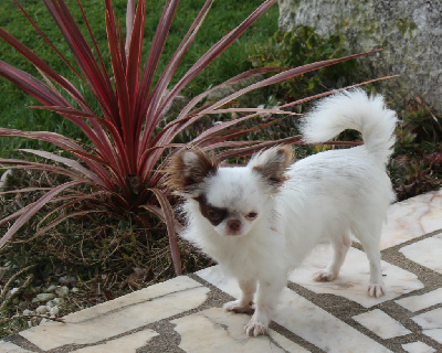 Étalon Chihuahua - Shyva de la Voie des Péniches