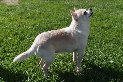 Étalon Chihuahua - Isabella swan de l'elixir d'amour