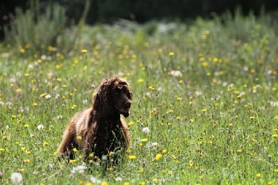 Étalon Cocker Spaniel Anglais - Salsa De sandie landes