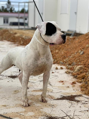 Étalon Dogo Argentino - Meridanar de la pampita