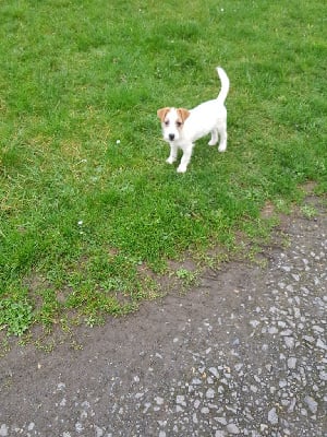 Étalon Jack Russell Terrier - Jisele a l'ouest des prés de l'abby