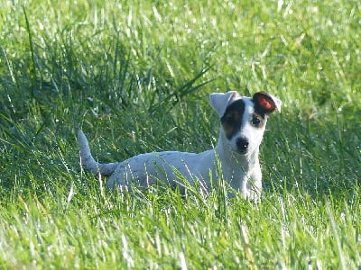 Étalon Jack Russell Terrier - Ryler du domaine des deux etoiles