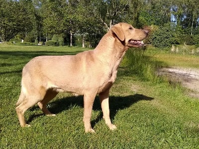 Étalon Labrador Retriever - Sologne Hunters's Loca girl