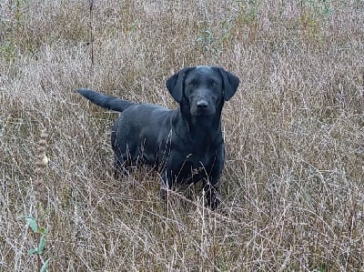 Étalon Labrador Retriever - Sologne Hunters's Petrus