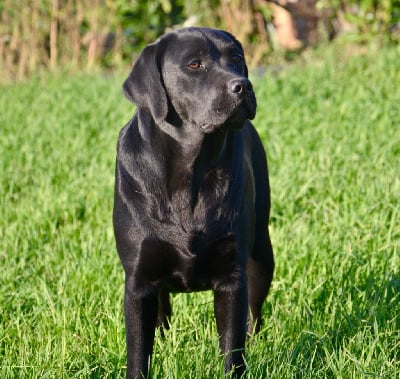 Étalon Labrador Retriever - Polka Du Grand Etricher