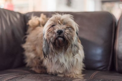 Étalon Lhassa Apso - Oh penny Du Royaume D'ebène