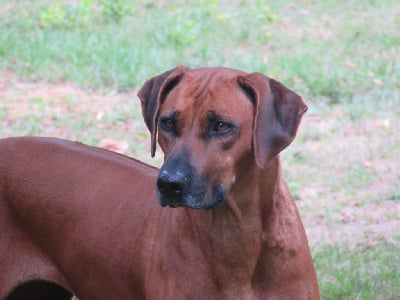 Étalon Rhodesian Ridgeback - Lagune des prouillacs