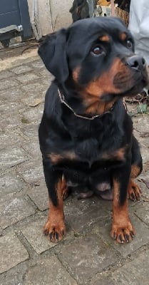 Étalon Rottweiler - Roxane haus of lazic