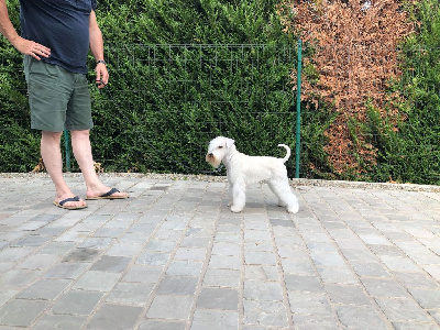 Étalon Schnauzer miniature - star s of night gloria Gloria