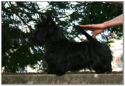 Étalon Scottish Terrier - Sister moon du Clan des Petits Colonels