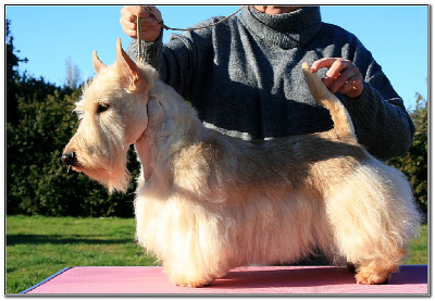 Étalon Scottish Terrier - dzhoili rodzhers Unforgettable