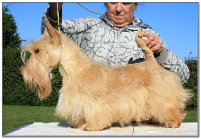Étalon Scottish Terrier - Russie des tsars du Clan des Petits Colonels