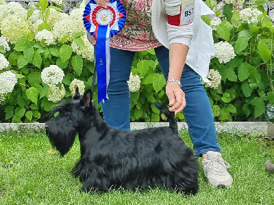 Étalon Scottish Terrier - Piper halliwell Des Petites Sorcières