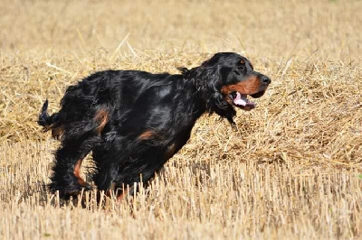 Étalon Setter Gordon - Nerko's Pilat