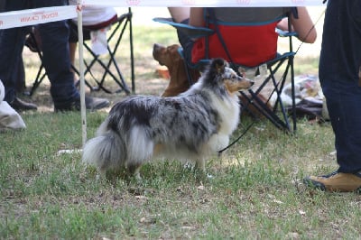 Étalon Shetland Sheepdog - Perce neige Des mille vergers