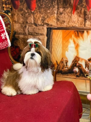 Étalon Shih Tzu - Red love boy des Pommiers du Pays d'Othe