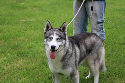 Étalon Siberian Husky - Ottawa Des Brumes de Brocéliande