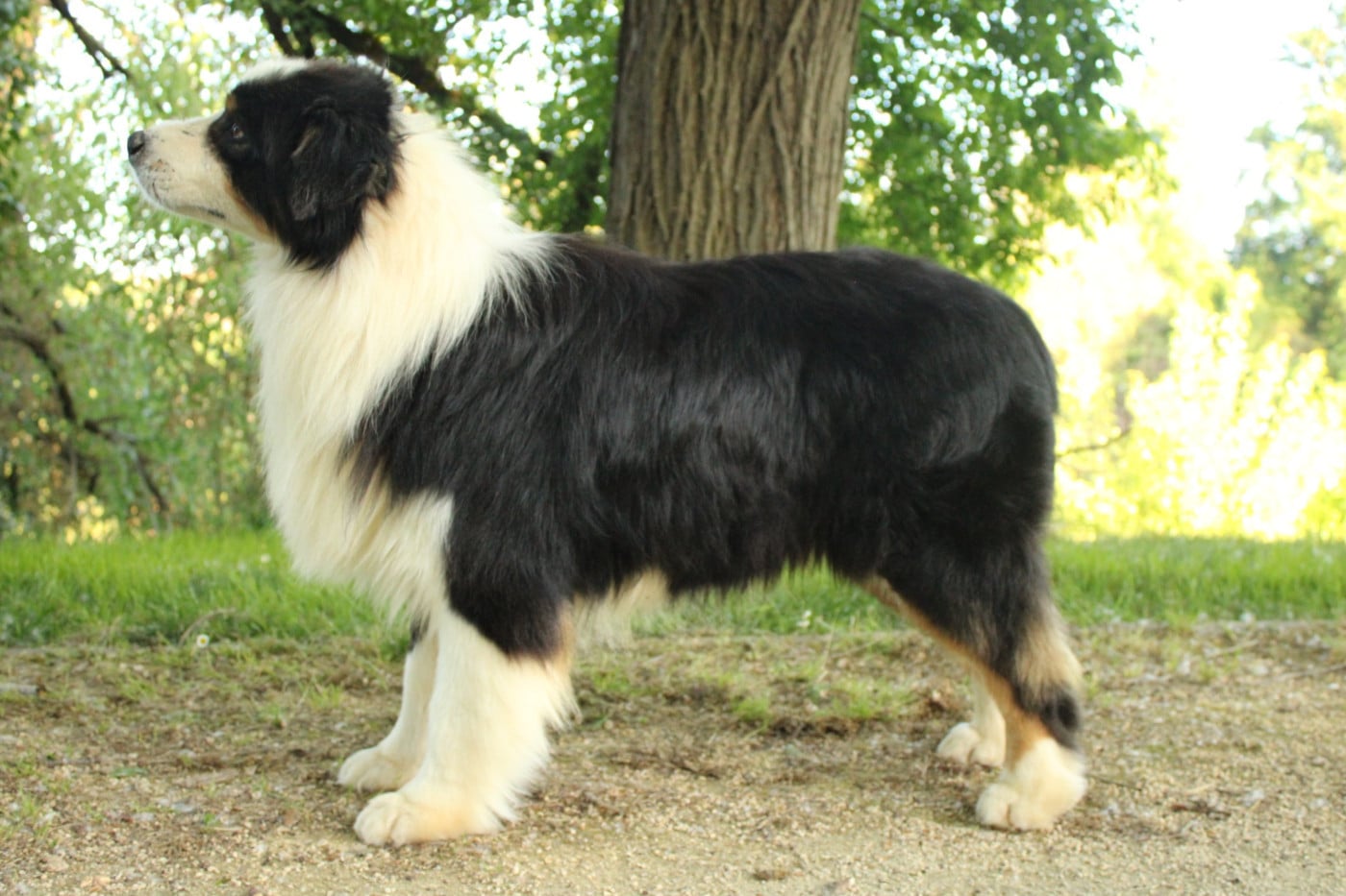 Ourson de la Vallée des Mammouths
