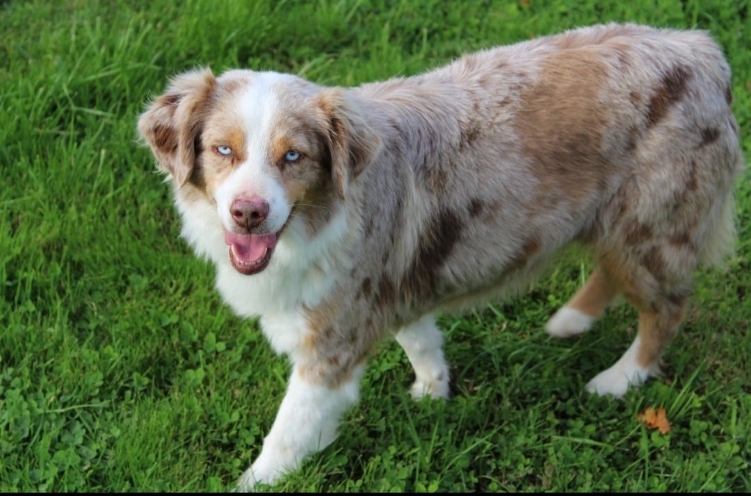 Publication : Des Compagnons Du Lattay 