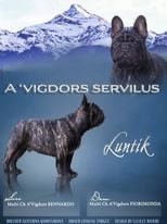 a'vigdors Servilus