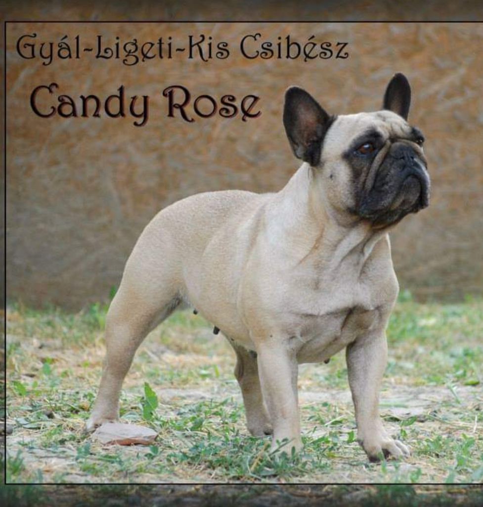 CH. gyal-ligeti-kis-csibész Candy rose