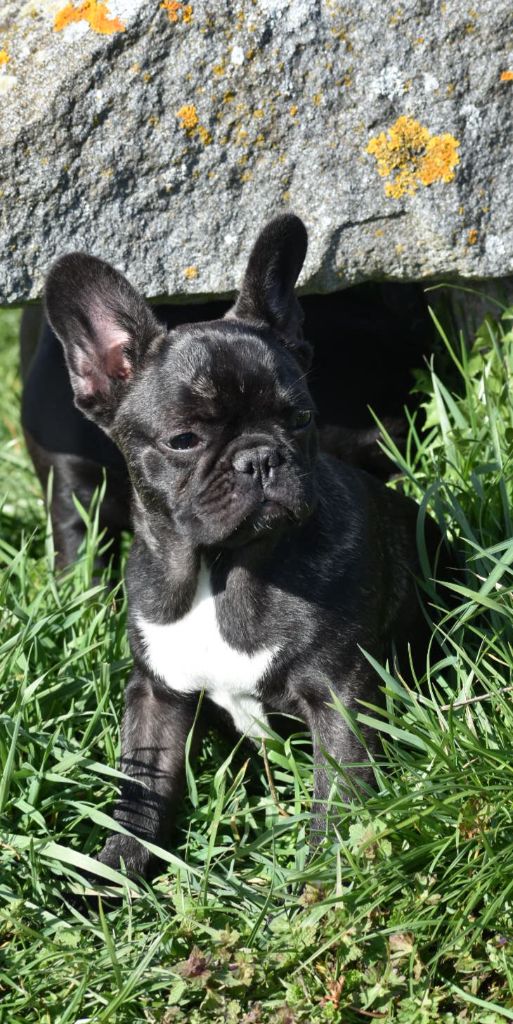 Publication : du domaine de Bodaway Auteur : Du domaine de bodaway 