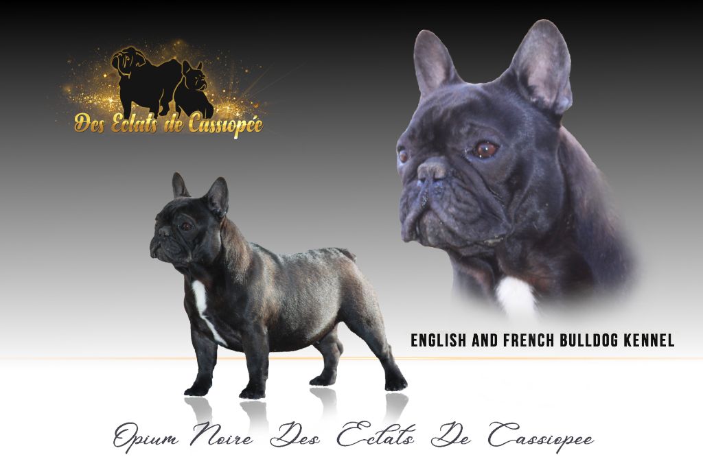 Publication : Des éclats De Cassiopée Auteur : Des Eclats de Cassiopée