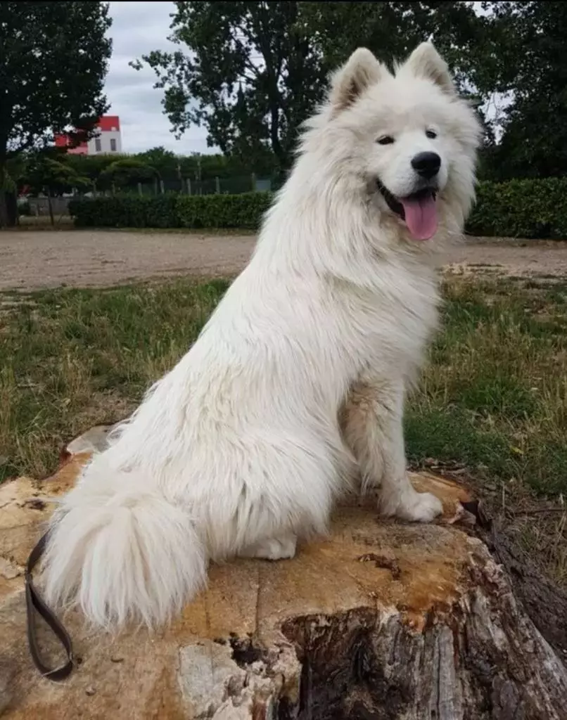 Oréo Du val de la durdent