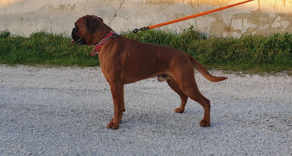 Olaf De la Croix de Cazeneuve