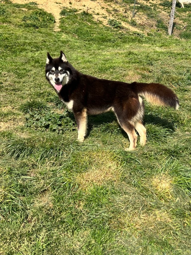 el viejo lobo gris Harrier