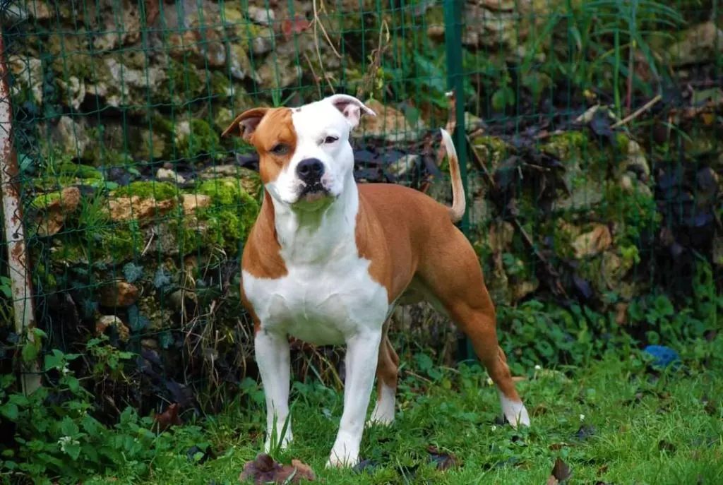 Publication : (Sans Affixe) Auteur : Lantenois Aline