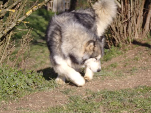 Plume de laouen ki