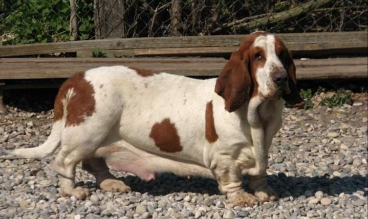 Publication : du clos des héllébores 