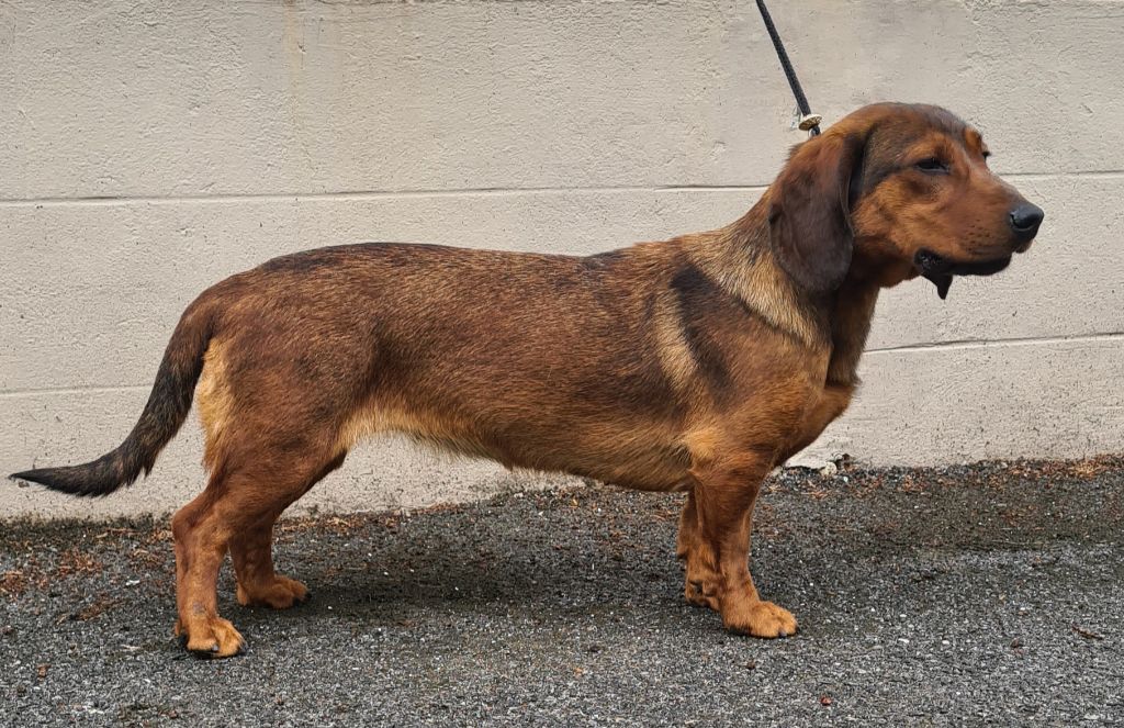 Publication : Du Mont Saint Hubert 