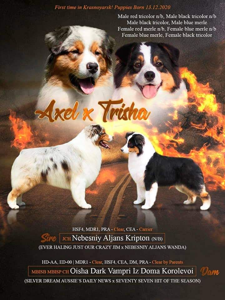 Publication : de l'Attrapeur de rêves