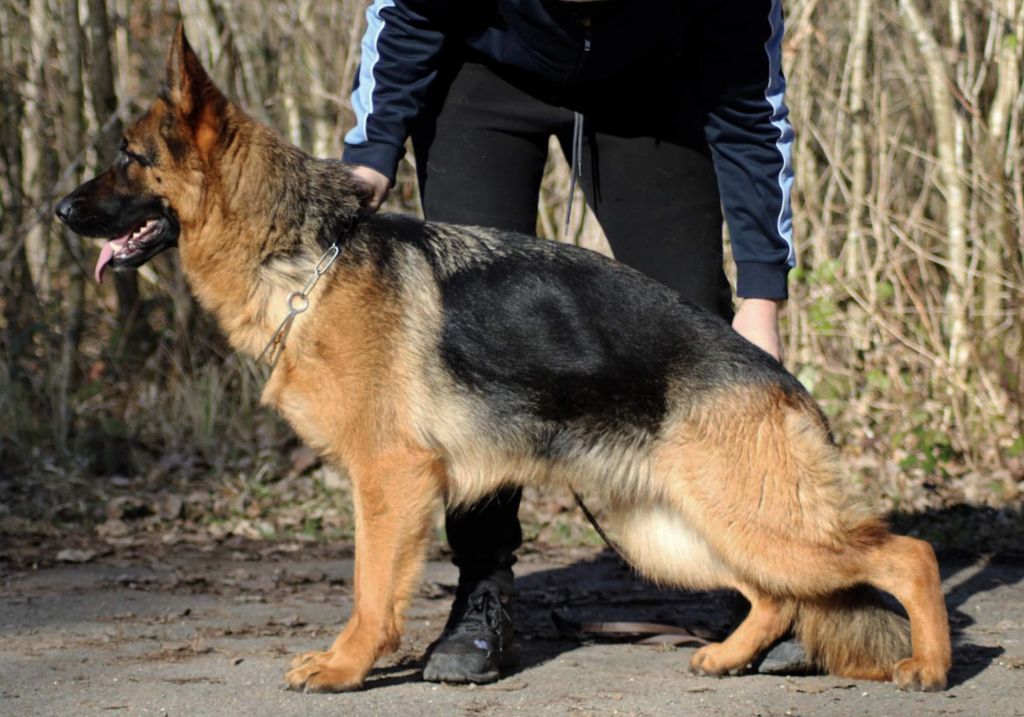 Publication : du clos de la gloriette Auteur : DE QUEZAC
