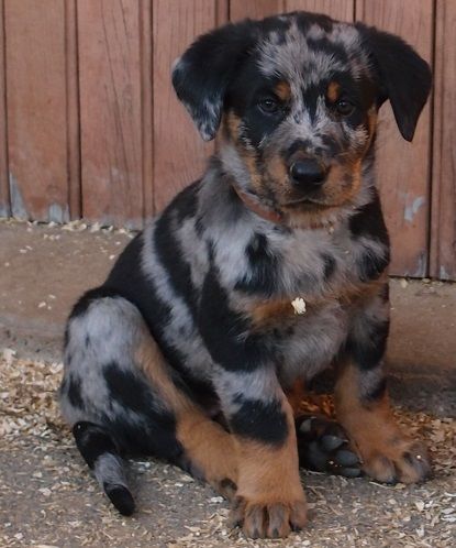 Publication : Des Petits Charlots