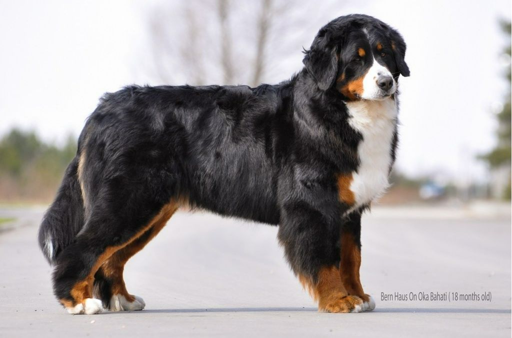 bern haus on oka Bahati