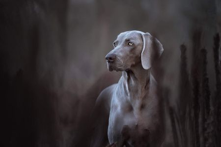 TR. CH. Great future just weimaraner