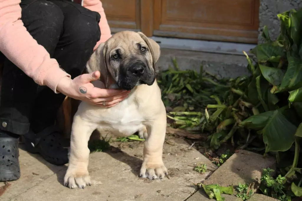 Publication : De L'Arche De Jayam Auteur : Jeanne Besnard