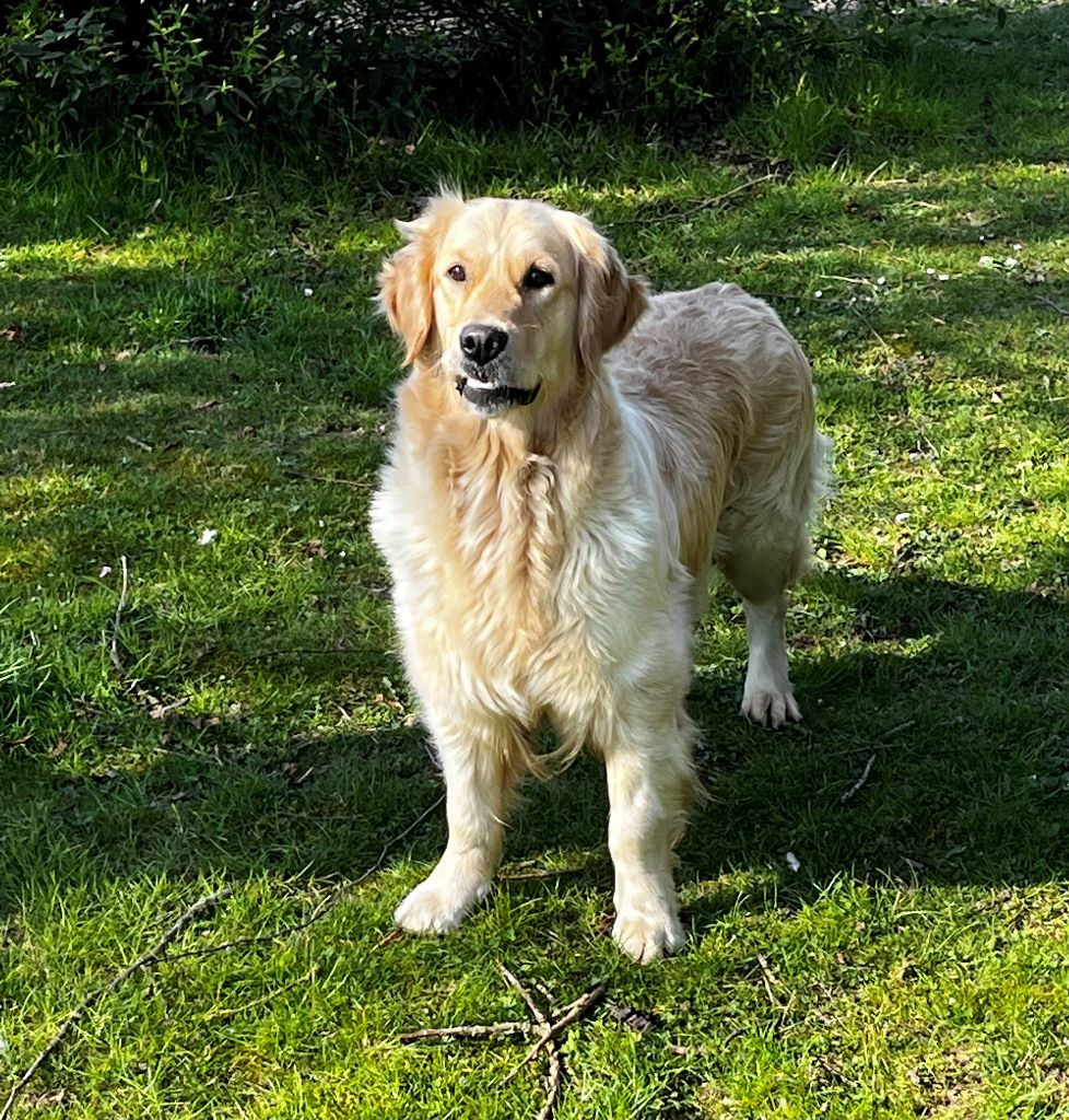 Publication : Du domaine d'alexan Auteur : DdA