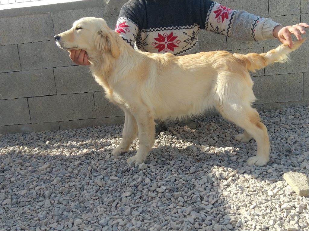 Publication : De La Terrible Menée 