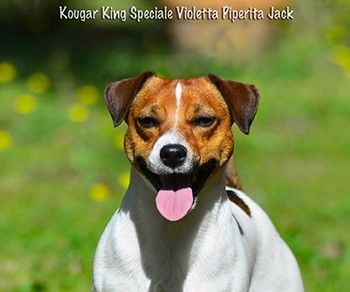 CH. Kougar king speciale violetta piperita jack