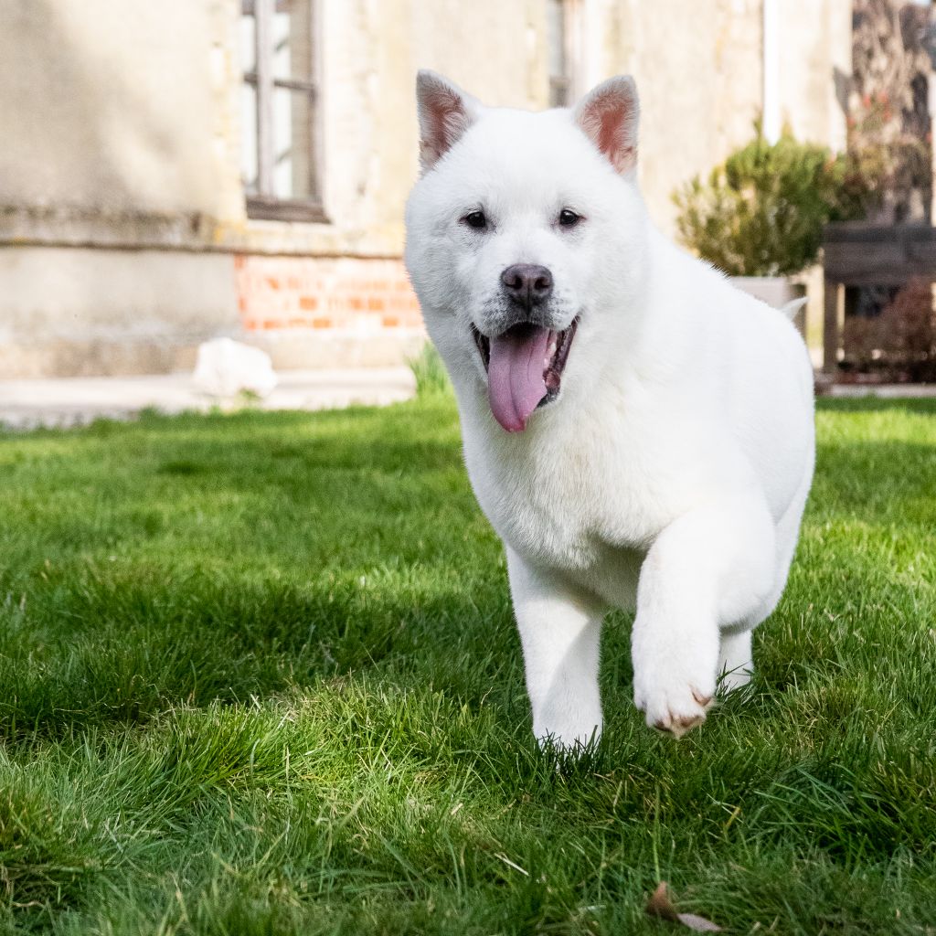 Publication : Des marais de courmont 