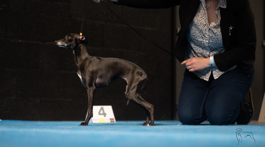 Publication : des plaines des Bruyères Auteur : Des plaines des BruyÃ¨res