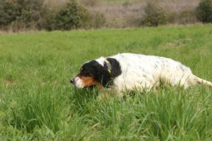 Publication : Des Monts D'occitanie 