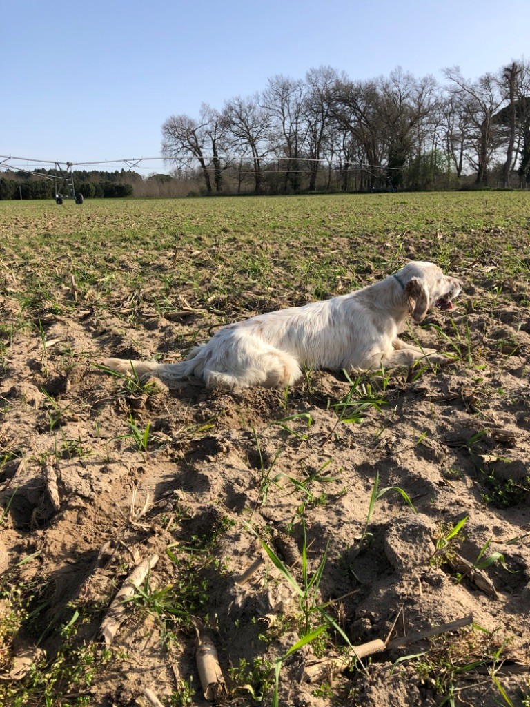 Publication : Du Chenil De Pépon Auteur : Vincent Castede