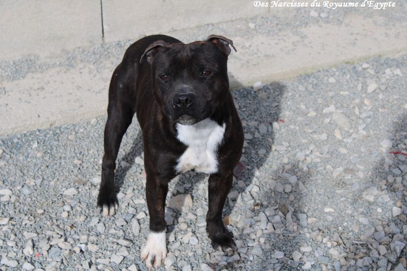 Publication : Des Narcisses Du Royaume D'egypte 