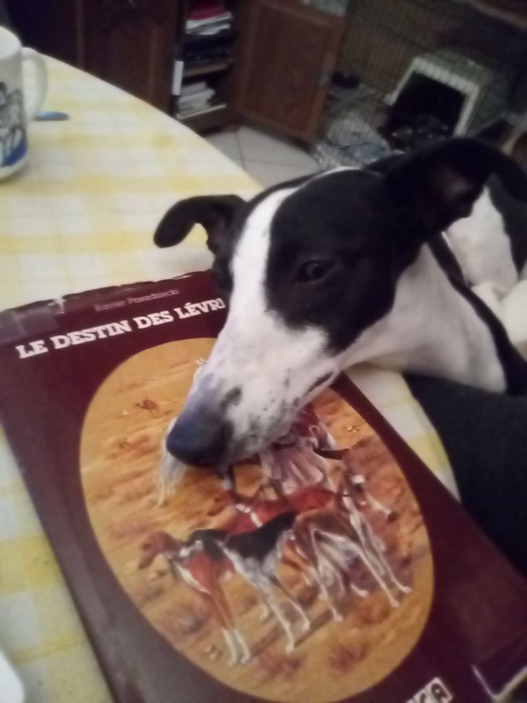 Publication : Du Vieux Donjon De La Cabotiere Auteur : YANNICK AUBRY